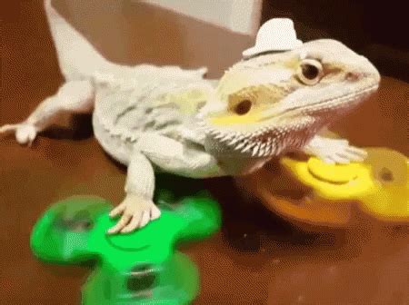 Dragon Funny GIFs